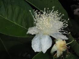 Image result for Psidium guajava