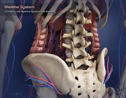 This is a very simplified but accurate representation of the actual bone structure, and helps in drawing the natural look of the human leg, which tapers in from the hip, then staggers out at the knee and tapers in again. Zygote Human 3d Female Skeleton Medically Accurate Body