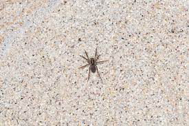Spiders may produce multiple egg sacs, each containing up to several hundred eggs. What To Do If You Find Spider Eggs In Your Home