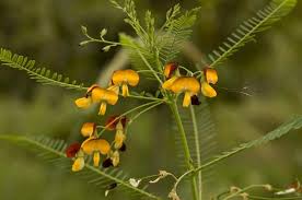 Image result for Sesbania sericea