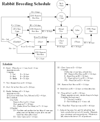 Rabbit Breeding Schedule