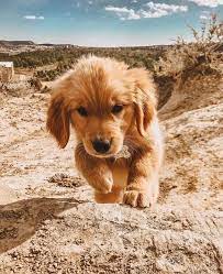 golden retriever en instagram al acecho ourdogdenver funnypuppygold welpen golden retriever dogs golden retriever labrador retriever puppies