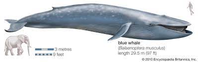 The length of its flippers is 8 feet (2.4 meters) while the width of its flukes is 25 feet (7.6 meters). Blue Whale Facts Habitat Pictures Britannica