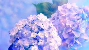 Pngtree provides millions of free png, vectors. Hydrangea Wallpapers Top Free Hydrangea Backgrounds Wallpaperaccess