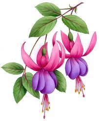Flowers Faqen Time Flower Drawing Flower Art Flower Painting