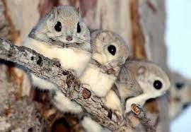 Just A Flying Squirrel Family No Big Deal Cute Animals Japanese Dwarf Flying Squirrel Animals