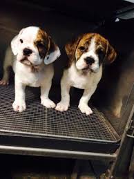 One way to determine the ancestry of your mixed breed is through a dna test. English Bulldog Beagle Mix For Sale In Irvington New Jersey Classified Americanlisted Com