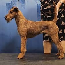 Image result for irský teriér