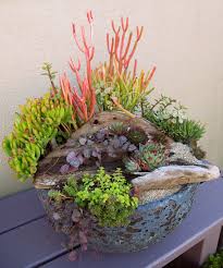 Pin By Laura S Little Gardens On Succulents In Containers Succulent Garden Indoor Succulents Indoor Succulent Garden Diy