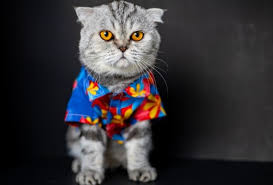 Kemudian kucing yang disebut anggora itu dibawa ke eropa. Jangan Tertukar Ini 6 Perbedaan Kucing Persia Dan Anggora