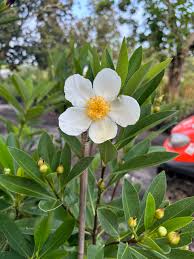 Image result for Lasianthus