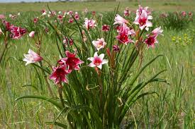 Image result for Crinum rautanenianum