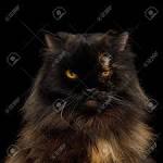 Persian Cats Colors - A Kaleidoscope of Colors