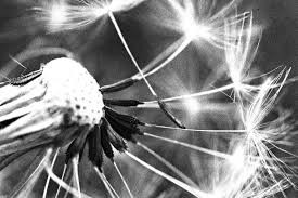 Verkaufe neue fertig genähte gardine mit pusteblume. Pusteblume Schwarz Weiss Foto Bild Pflanzen Pilze Flechten Bluten Kleinpflanzen Lowenzahn Bilder Auf Fotocommunity