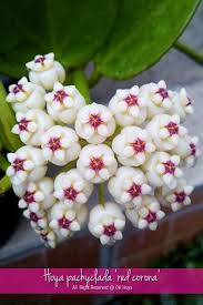 Hoya Pachyclada Red Corona Planting Flowers Wax Flowers Indoor Flowering Plants