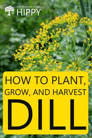 With so many uses in cooking, from dill is a good plant to grow near cucumbers. How To Plant Grow And Harvest Dill The Homesteading Hippy