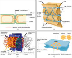 A plant cell is a eukaryotic cell that has a fixed the rectangular shape. Animal Cells Versus Plant Cells Biology For Non Majors I