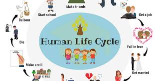 Human Life Cycle Useful Stages Of Life With Pictures 7 E S L