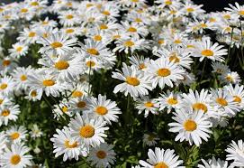 Maybe you would like to learn more about one of these? 40 Different Types Of Daisies And What They Look Like Plantsnap