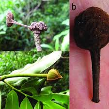 Image result for Uvariastrum germainii