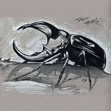 Drawing Rhino Beetle The Art Of Solomon W Jagwe Rhino Beetle Beetle Art Beetle Drawing