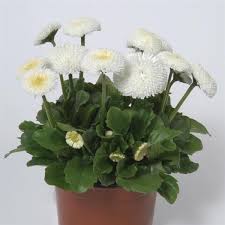 Image result for Bellis