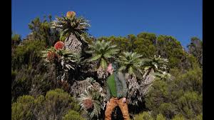 Image result for Huperzia afromontana