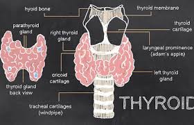 Weekly Health News Roundup Fibromyalgia Lyme Disease Psoriasis And Obstructive Sleep Apnea