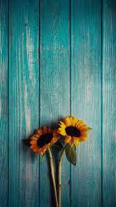 40 Wallpapers Super Fofos De Flores E Frutas 4k Nature Iphone Wallpaper Sunflower Iphone Wallpaper Sunflower Wallpaper