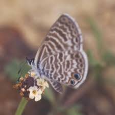 Image result for Dolichos brevidentatus