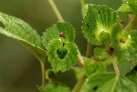 Image result for Acalypha segetalis