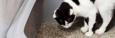 Want to adopt a cat, but suffer from allergies? Which Cat Litter Is The Best Pet Circle