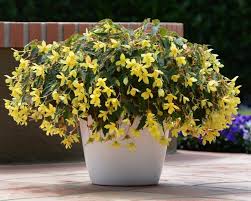 The perennial types are only hardy in u.s. Easy To Grow Annual Shade Flowers Hgtv