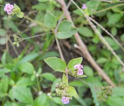 Image result for Boerhavia diffusa