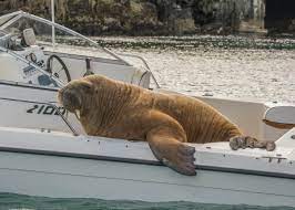 Wally the Walrus has been spotted — and he's a long way from Crookhaven - Yay Cork