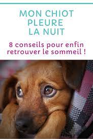 Mon Chiot Pleure La Nuit Que Faire Chiot Education Chiot Pleurer La Nuit