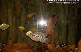 Mereka sangat agresif dan sebaiknya disimpan sendirian di tangki 55+ galon. Habitat Dan Penyebaran Ikan Louhan Hewanpedia