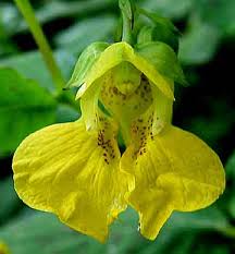 Image result for jewelweed