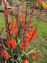 Image result for Gladiolus dalenii