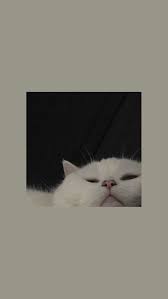 pin na doske cat