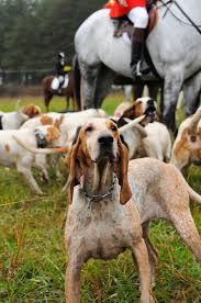 Pin On Horses Field And Fox Hunter