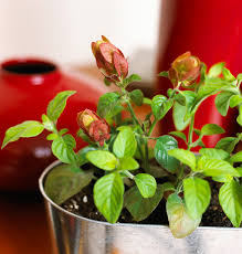 Check spelling or type a new query. 5 Top Flowering Plants For Mother S Day Midwest Living