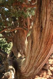We did not find results for: Cedar Tree Cedar Tree Cedar Trees Nature Tree