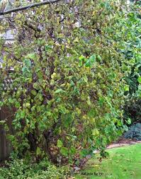 See more ideas about filbert tree, corkscrew hazel, garden. Harry Lauder S Walking Stick The Garden Website Com