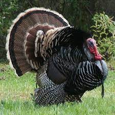 Up Close Photos Of Wild Turkeys Like You Ve Never Seen Wild Turkey Tom Turkey Turkey