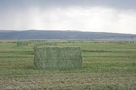 Bale weight 2 (lb) bale size, % of a 5×5 bale. Bale Sizes And Shapes Picking What S Right For You Progressive Forage