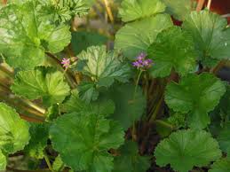 Image result for Pelargonium grossularioides