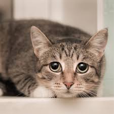 ‪Inside The Mind of a Cat - What Do Cats Think About All Day‬‏