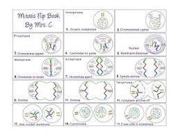 Art At Becker Middle School Mitosis Flip Book Example Flip Book Examples Mitosis Flip Book