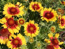 Gaillardia Aristata Common Blanket Flower World Of Flowering Plants